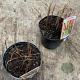 Imperata "Red Baron" GM 2,0L