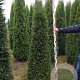 Taxus baccata 175-200 cm draadkluit