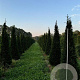 Taxus baccata 200-225 cm draadkluit kegel