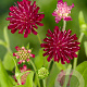 Knautia macedonica GM P9
