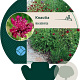 Knautia macedonica GM P9