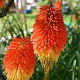 Kniphofia 'Flamenco' GM 2,0L