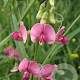 Lathyrus sylvestris GM P9