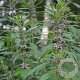 Leonurus cardiaca GM P9