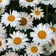 Leucanthemum (S) 'Becky' GM 2,0L