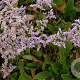 Limonium vulgare GM P9