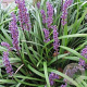 Liriope muscari 'Big Blue' GM P9