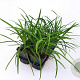 Liriope muscari 'Big Blue' GM P9