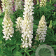 Lupinus polyphyllus 'White Shades' GM P9