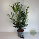 Prunus l. 'Caucasica' 60-80 cm 5,0L