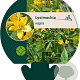 Lysimachia vulgaris GM P9