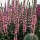 Lythrum sal. 'Pink Blush' GM P9