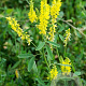 Melilotus officinalis GM P9