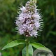 Mentha longifolia GM P9