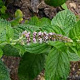 Mentha longifolia GM P9
