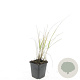 Calamagrostis acut. 'Karl Foerster' GM P9