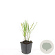 Calamagrostis acut. 'Karl Foerster' GM P9