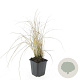 Calamagrostis acut. 'Karl Foerster' GM P9