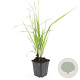 Calamagrostis acut. 'Karl Foerster' GM P9