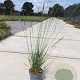 Molinia caerulea 'Moorhexe' GM C1.3