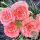 Dianthus Code Salmon GM  P11