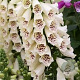 Digitalis purp. 'Hanabee White' GM  P11