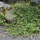 Muehlenbeckia axillaris 'Nana' GM P9