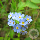 Myosotis palustris GM P9