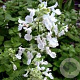 Nepeta 'Alba' GM P9