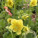 Geum 'Banana Daiquiri' GM P9