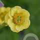 Geum 'Banana Daiquiri' GM P9
