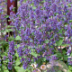 Nepeta racemosa 'Grog' GM P9