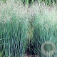 Panicum virgatum 'Heavy Metal' GM P9