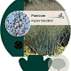 Panicum virgatum 'Heavy Metal' GM P9