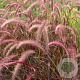 Pennisetum advena 'Rubrum' GM P9