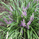 Liriope muscari 'Wildform' GM  P11