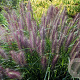 Pennisetum al. 'Redhead' GM C1.3
