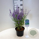 Perovskia atr. 'Blue Spire' 30-40 cm 3,0L