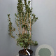 Enkianthus campanulatus 125-150 cm 20L