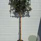 Quercus ilex 10-12 HO container lei 120x120