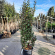Elaeagnus ebb. 'Compacta' 175-200 cm 50L
