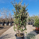 Elaeagnus ebb. 'Compacta' 175-200 cm 50L