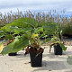 Persicaria bistorta 'Superba' GM P9