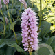 Persicaria bistorta 'Superba' GM P9
