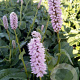 Persicaria bistorta 'Superba' GM P9