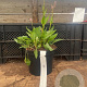 Persicaria bistorta 'Superba' GM 2,0L