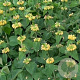 Phlomis russeliana GM P9