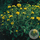 Phlomis russeliana GM P9