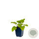 Phlomis russeliana GM  P11