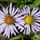 Aster (D) 'Zwergenhimmel' GM P9